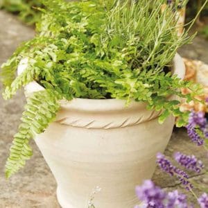 Terracotta Pots