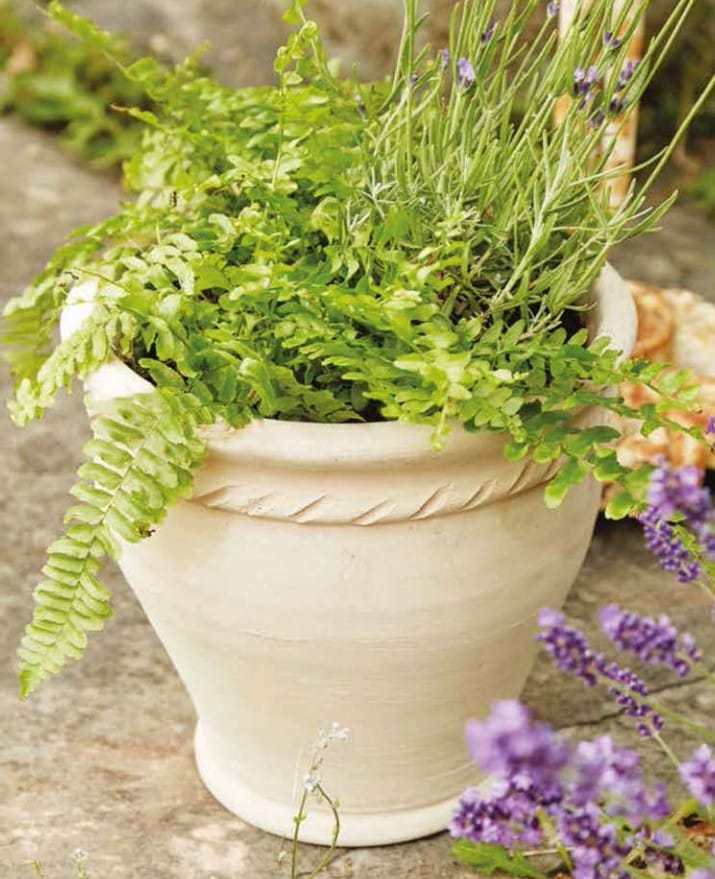 Affordable, Durable Terracotta Pots from Terrachi Clay: Your One-Stop Shop 4 Terracotta Pots