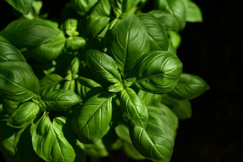 How to grow your own basil 1 basil, herb, ingredient-3532424.jpg
