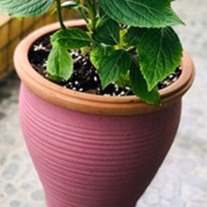 Painted Terracotta Pots