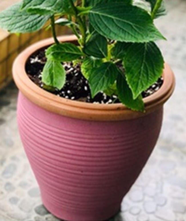 About Terrachi Clay - Your Favourite Pottery Manufacturer! 1 Classic Planter