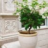 terra cotta blush pot