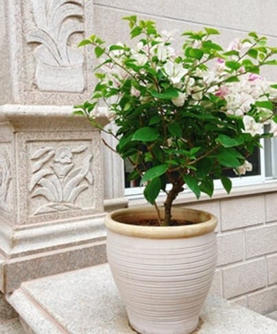 terra cotta blush pot