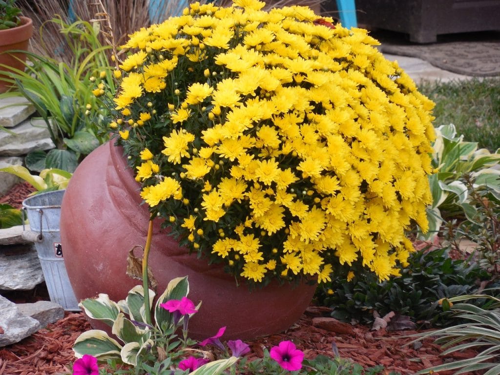 The Do's And Don'ts Of Clay Plant Pots 1 clay pot, flowers, clay-1019204.jpg