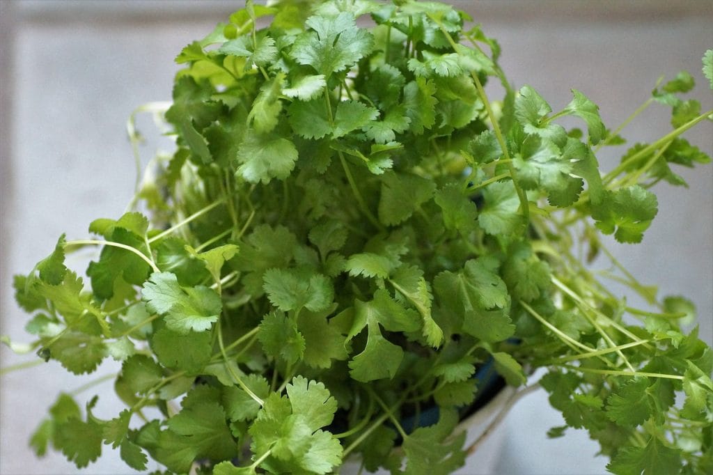 How to Grow CORIANDER in pot with Children 1 coriander, kitchen, herb.jpg