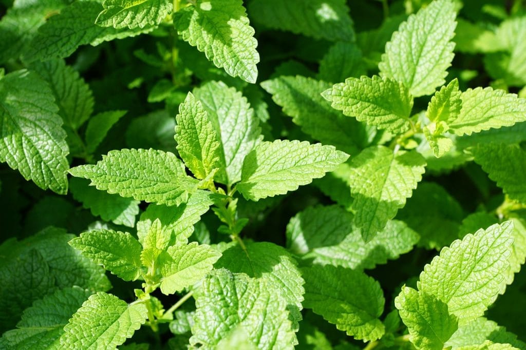 How to Grow Mint With Children 1 mint, green, culinary herbs-jpg