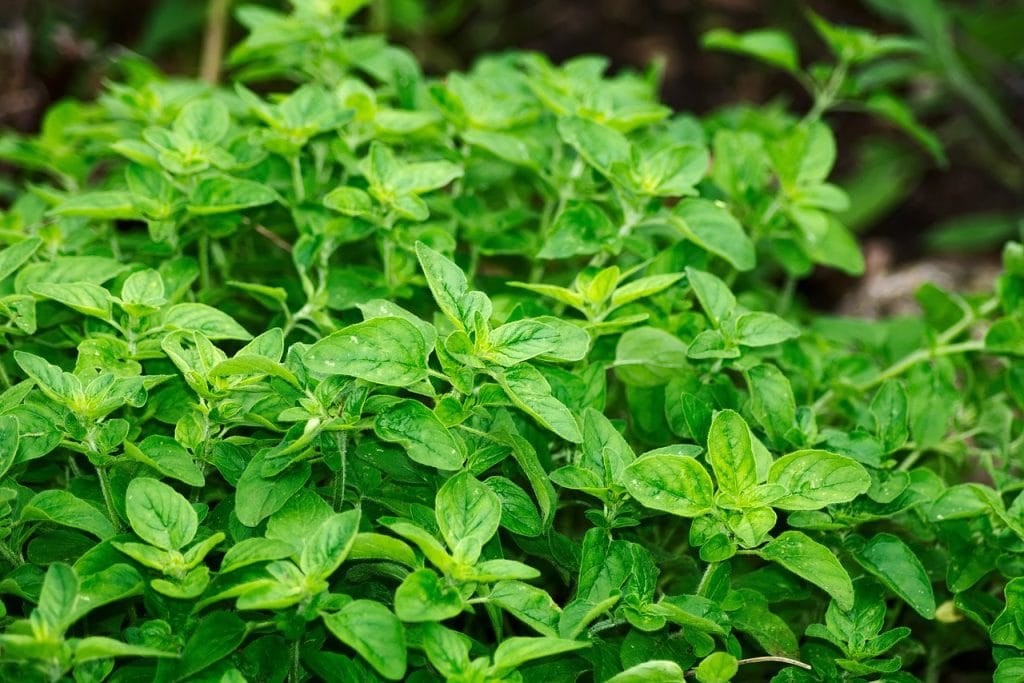 How to Grow your own Oregano 1 oregano, leaves, herbs.jpg