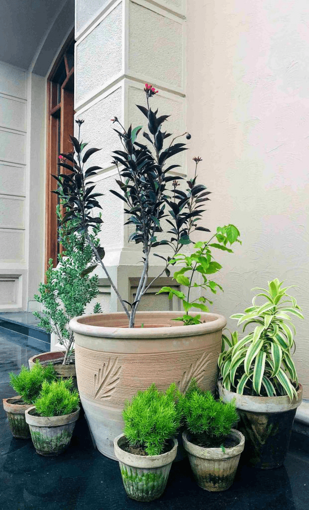 5 simple ways to age terracotta pots? 1 Terracotta Pots Pakistan