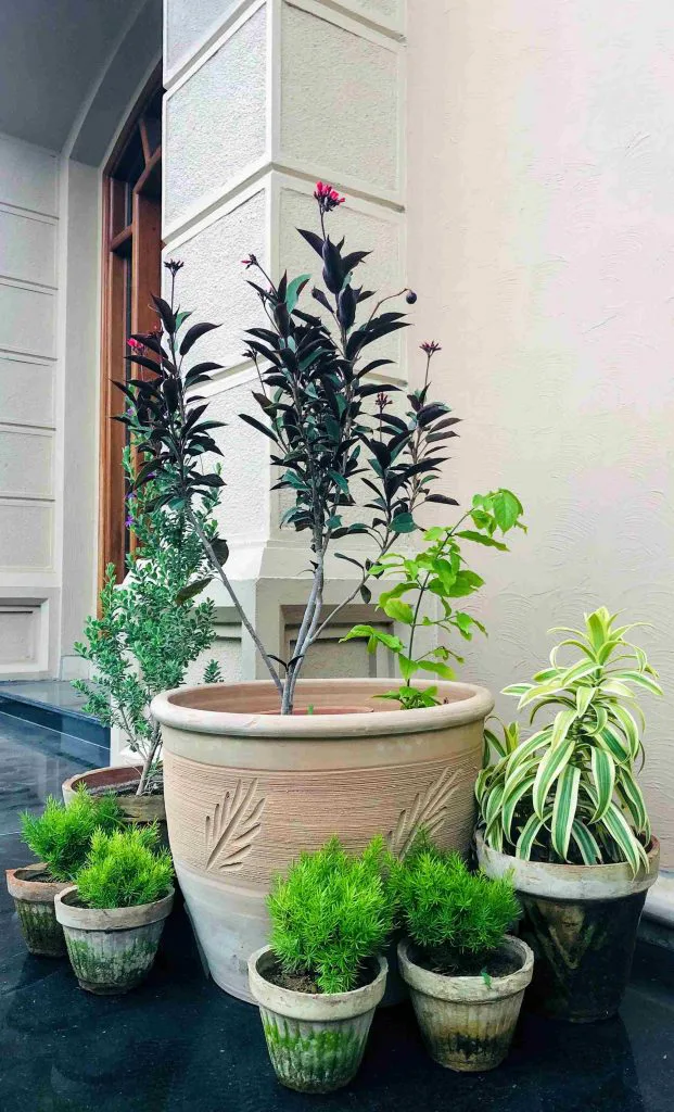 5 simple ways to age terracotta pots? 1 Terracotta Pots Pakistan