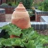 Forcing Rhubarb