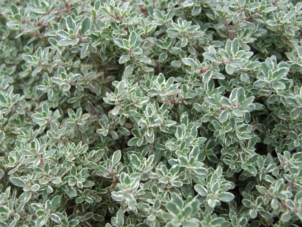 How to grow thyme with children 1 thyme, plant, herb-341930.jpg