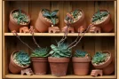 flowerpots-garden-agave-317788 flowerpots, garden, agave-317788.jpg