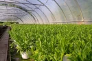 nursery-greenhouse-plants-4263883 nursery, greenhouse, plants.jpg